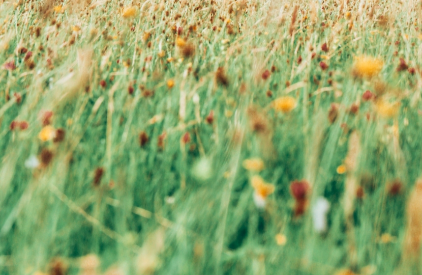 Close up of wild flowers depicting the Peak District