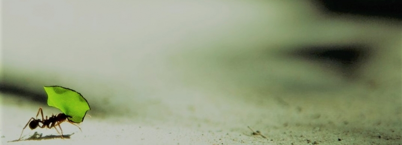 Ant carrying a leaf depicting a greener economy across Yorkshire