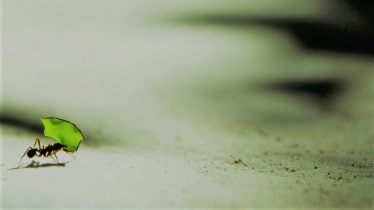 Ant carrying a leaf depicting a greener economy across Yorkshire