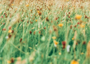 Close up of wild flowers depicting the Peak District